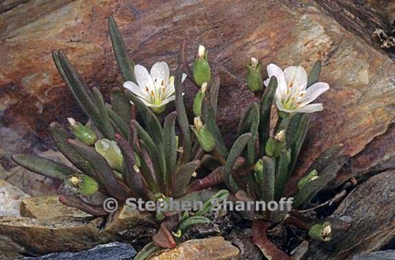 lewisia pygmaea 3 graphic